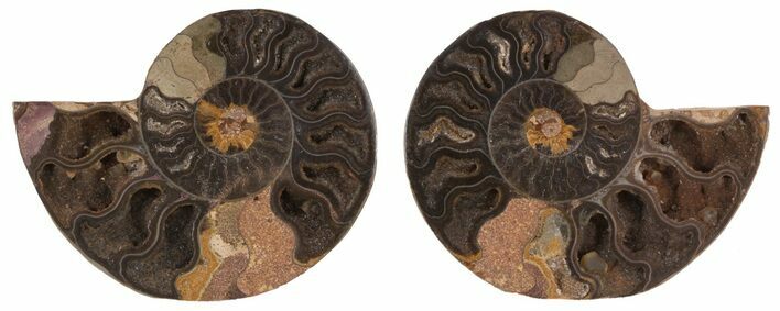 Split Black/Orange Ammonite Pair - Unusual Coloration #55567